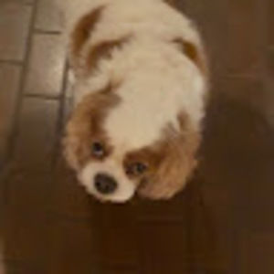 Meet your Posher, Kristi